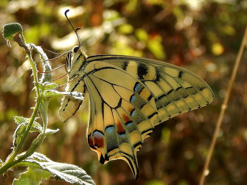 Papilio machaon: sempre una bellezza...